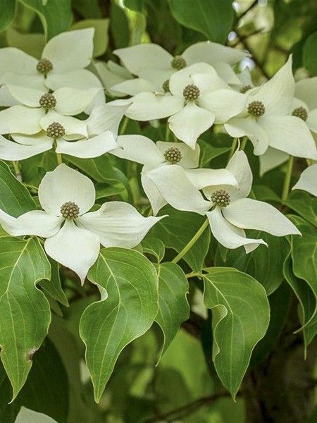 Cornouiller du Japon 'Robert's Select'