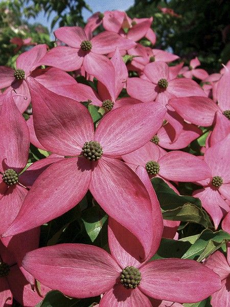 Cornouiller du Japon 'Scarlet Fire'