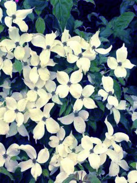 Cornouiller du Japon 'Weisse Fontaine'