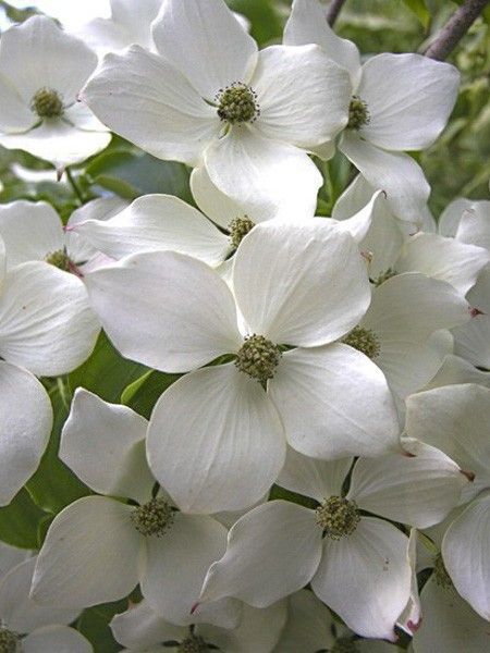 Cornouiller du Japon 'Wieting's Select'