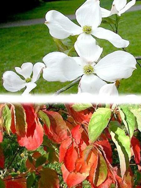 Cornouiller 'Eddie's White Wonder'