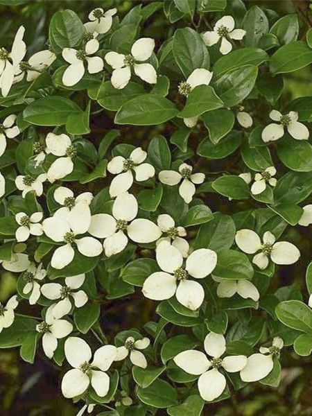 Cornouiller hongkongensis