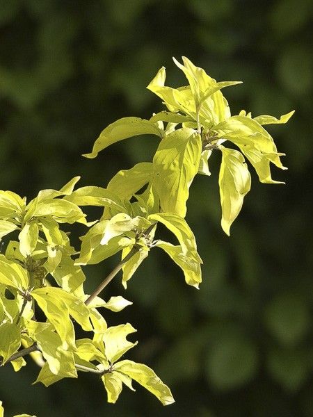 Cornouiller mâle 'Aurea'