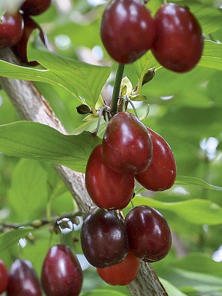 Cornouiller mâle 'Schönbrunner Gourmet Dirndl'