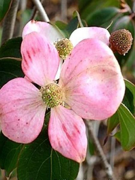 Cornouiller 'Stellar Pink'