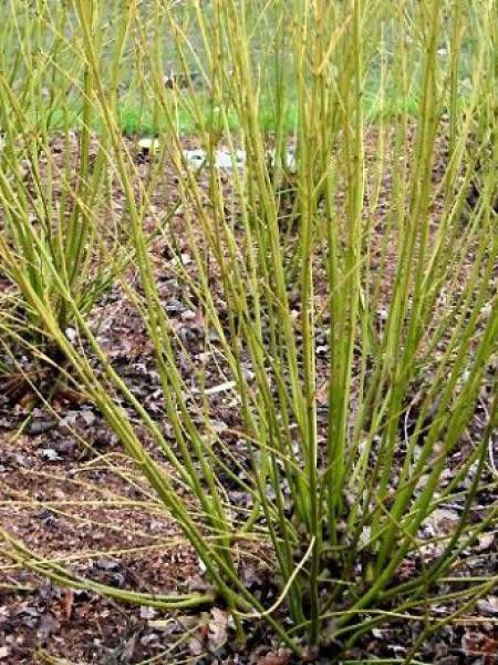 Cornouiller stolonifère 'Budds Yellow'