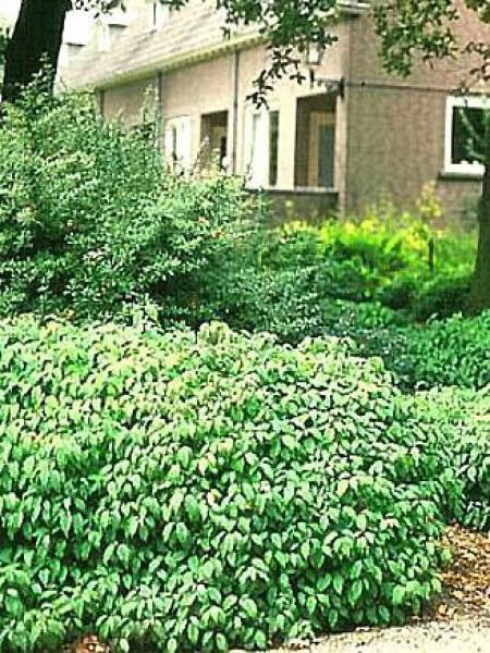 Cornouiller stolonifère 'Kelsey's Dwarf'