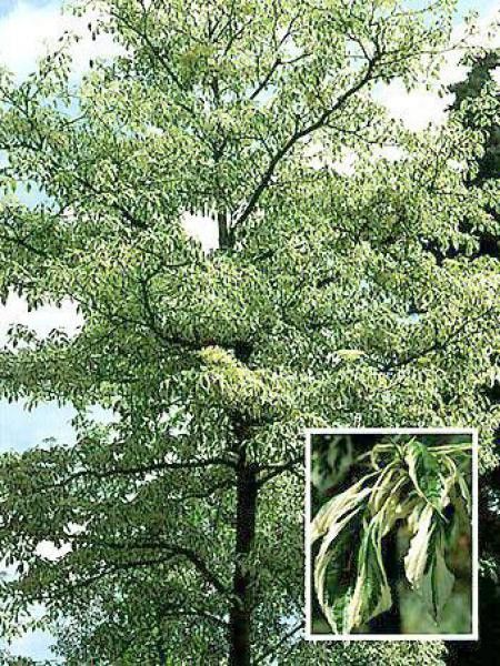 Cornus controversa 'Variegata'