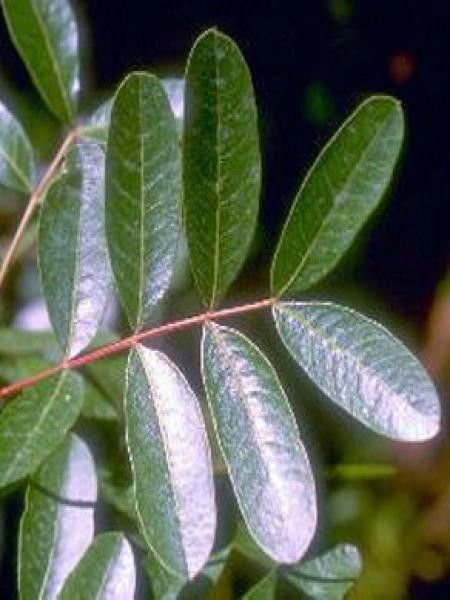 Coronille des jardins