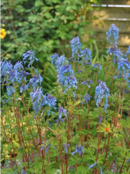 Corydale 'Blue Line®'