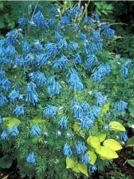 Corydale 'Blue Panda'