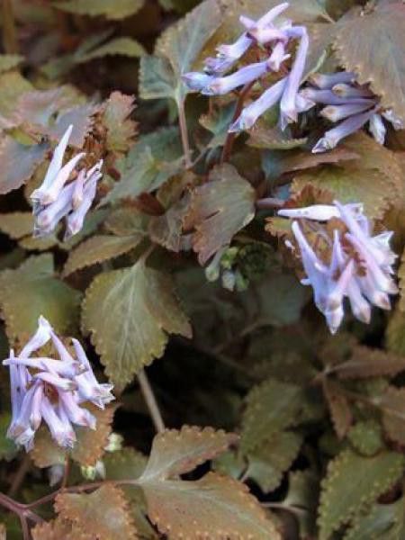 Corydale 'Chocolate Star'