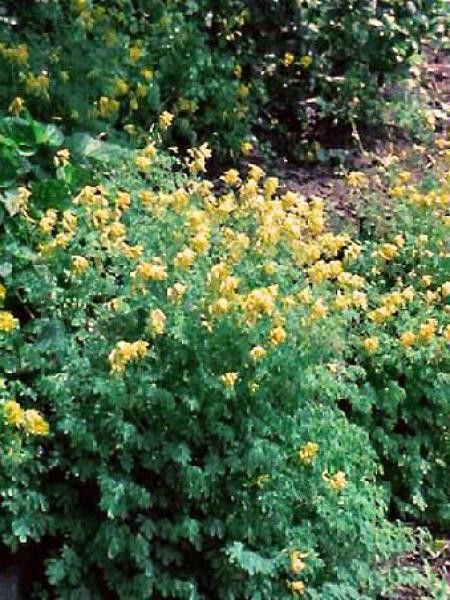 Corydale jaune