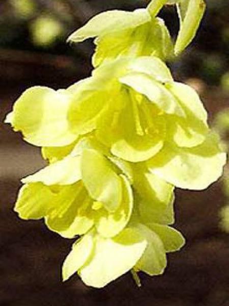 Corylopsis pauciflora
