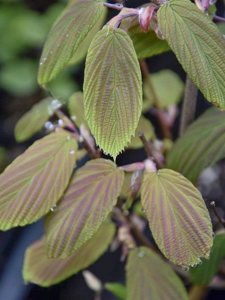 Corylopsis 'Spring Purple'