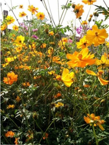 Cosmos sulphureus 'Brightlights'