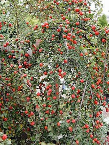 Cotonéaster 'Blackburn'