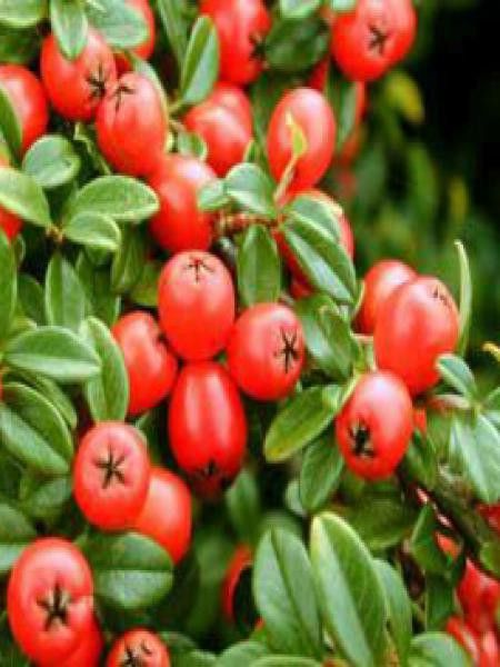 Cotonéaster 'Coral Beauty'