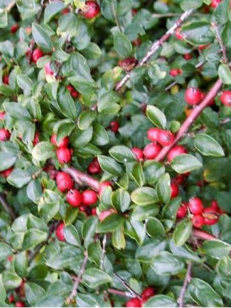 Cotonéaster de Dammer 'Major'