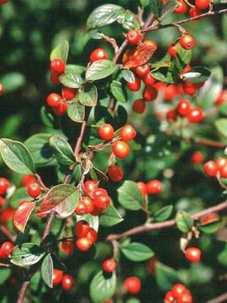 Cotonéaster de Dammer 'Miranda'
