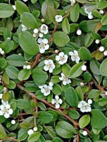 Cotonéaster de Dammer 'Mooncreeper'