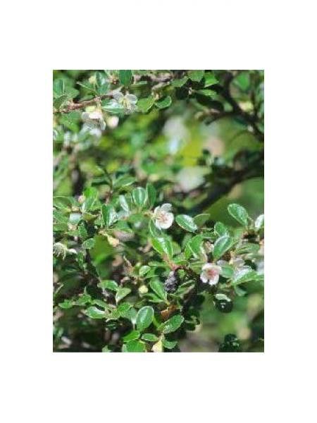 Cotonéaster de Dammer 'Royal Carpet'