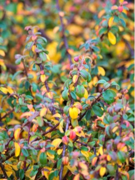 Cotonéaster de Dammer 'Skogholm'