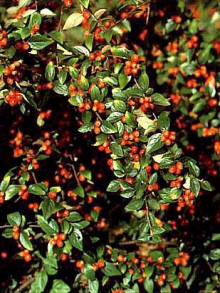 Cotonéaster de Franchet