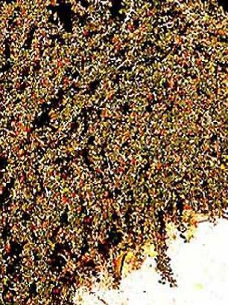 Cotoneaster des Pyrénées