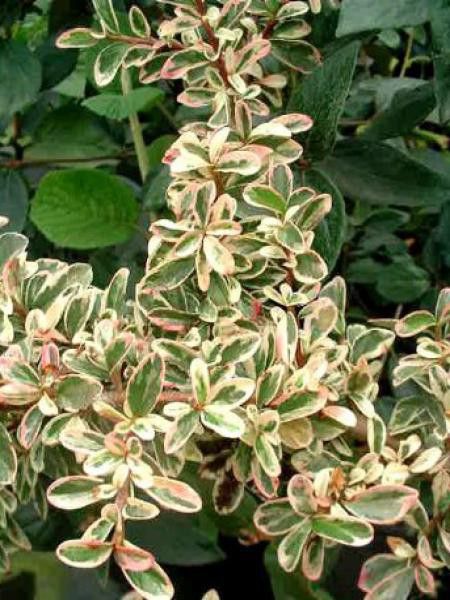 Cotonéaster  'Juliette'