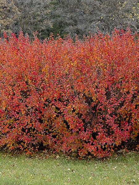 Cotonéaster lucidus