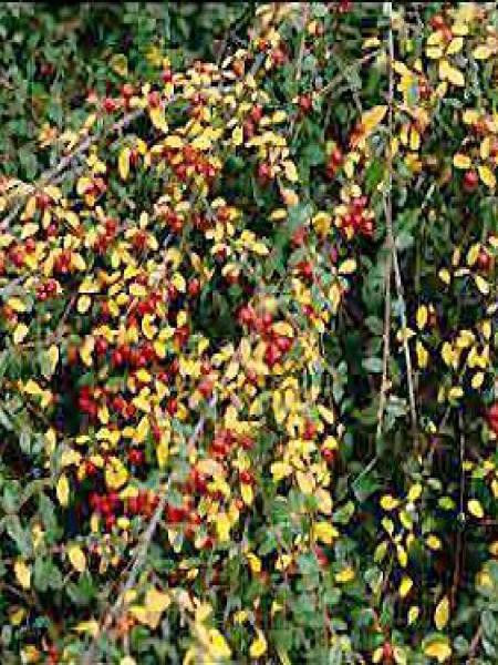 Cotonéaster  'Skogholm'