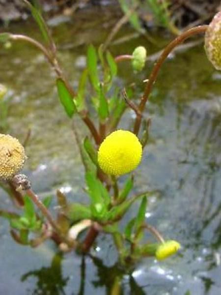 Cotula à feuilles de coronopus
