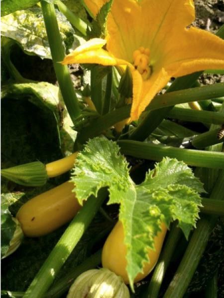 Courge 'Gold Rush HYB F1'