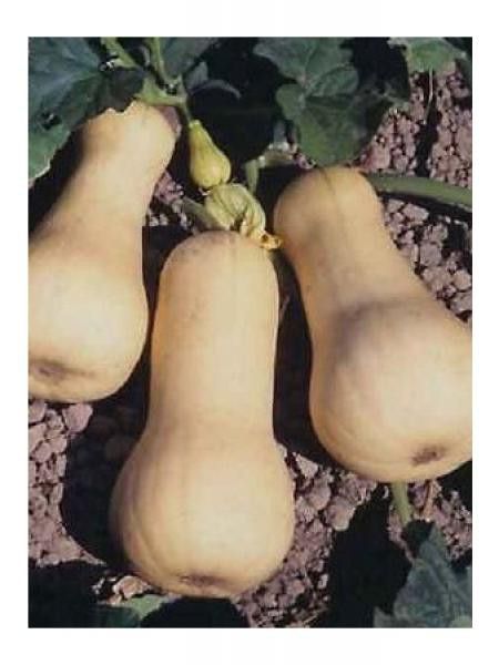 Courge musquée 'Waltham Butternut'