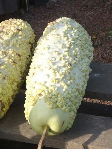 Courge 'Verruqueuse de l'Ile Maurice'