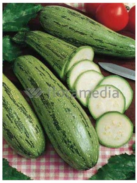 Courgette 'Grisette de Provence'