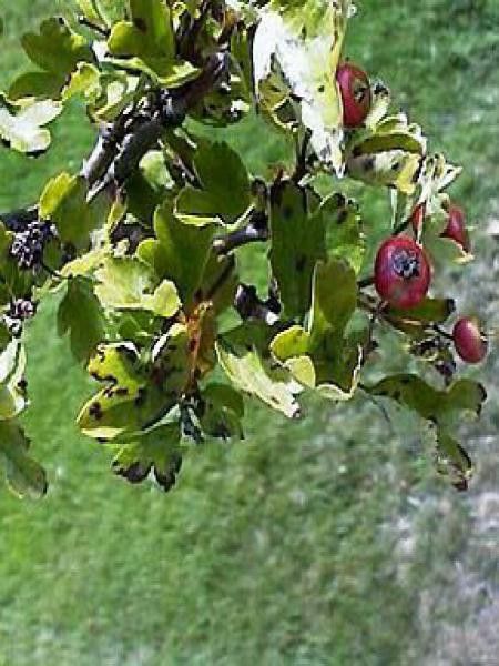Crataegus laevigata 'Rosea Flore Pleno'