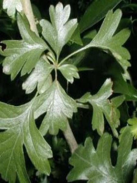 Crataegus monogyna 'Stricta'