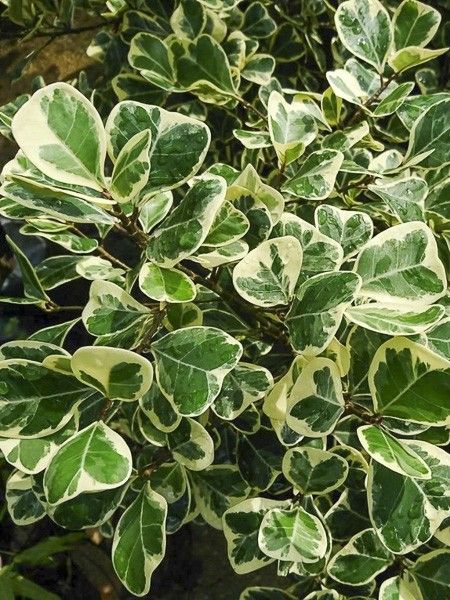 Cresson d'hiver panaché