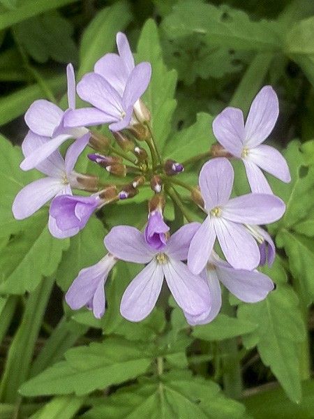 Cresson des près quinquefolia