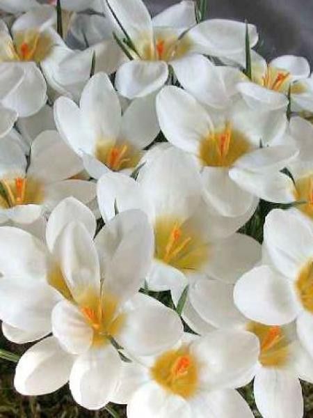 Crocus chrysanthus 'Ard Schenk'