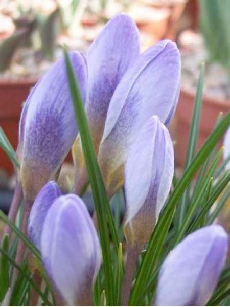 Crocus chrysanthus 'Blue Pearl'
