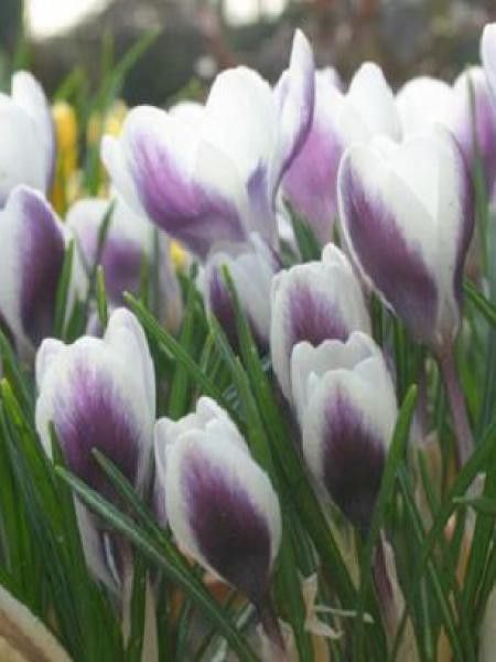 Crocus chrysanthus 'Prins Claus'