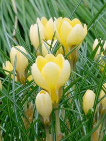 Crocus chrysanthus 'Romance'