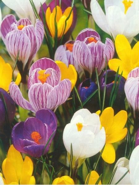Crocus en mélange