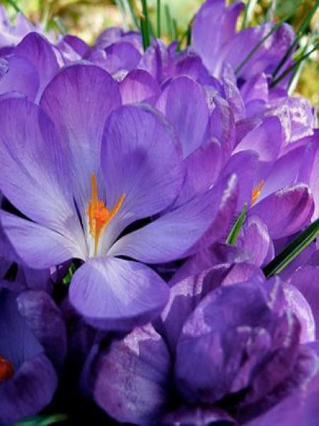 Crocus  'Flower Record'