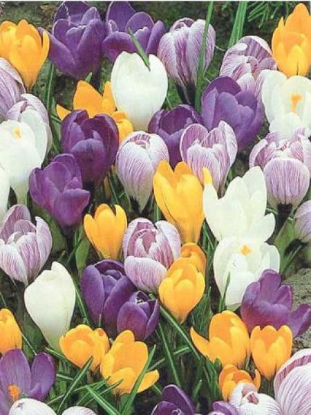 Crocus  'Grandiflora'