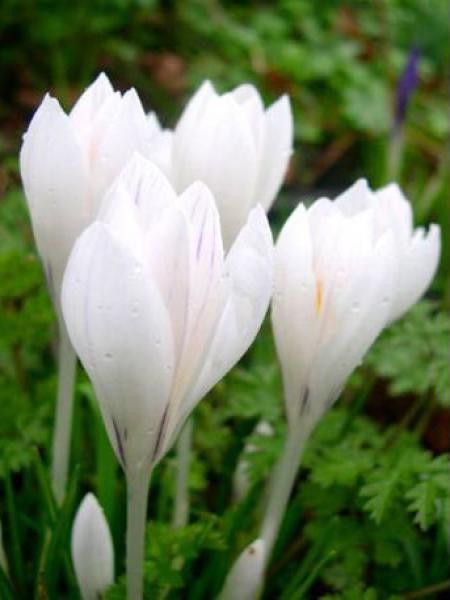 Crocus  'Jeanne d'Arc'