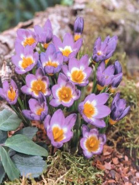 Crocus sieberi 'Tricolor'